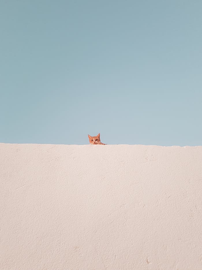 hero-gallery-02 A curious tabby cat peeks over a clean minimalist wall against a blue sky.